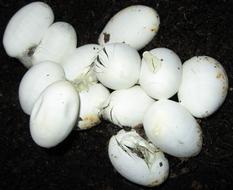 pile of Snake Eggs