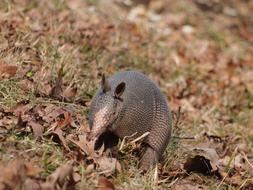 Armadillo Natchez