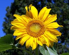 magnificent Yellow Sunflower
