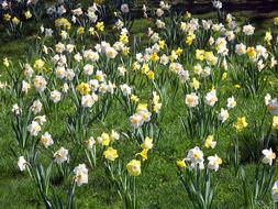 yellow and white Daffodils Flowers