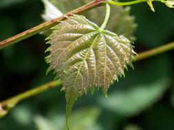 closeup photo of Shiny green leaf