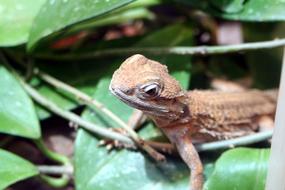 small brown Lizard in Terrarium