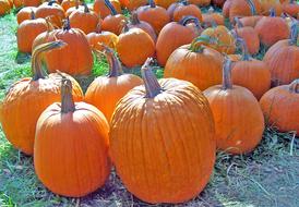 Pumpkins orange Autumn