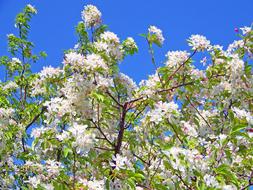 Spring cute Flowers
