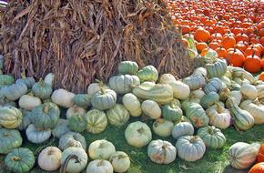 autumn harvest of green orange pumpkins