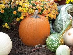 pumpkins and flowers as an autumn decoration