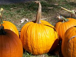 Pumpkin Twisted Stalk