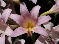 closeup photo of ravishing August Lilies