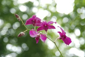 absolutely beautiful Orchid Flower Purple