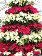 perfect Poinsettias Red White