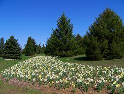 Daffodils Flowers white