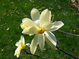 light yellow flowers in the garden on a sunny day