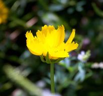 goodly Flower Yellow Bloom