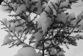 fluffy snow on a young spruce