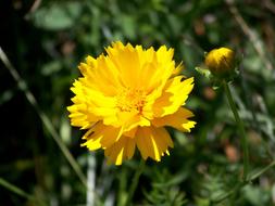 magnificent Flower Yellow Summer