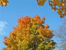 Colored Leaves Maple orange and green