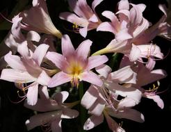 pink day Lily blossoms close up