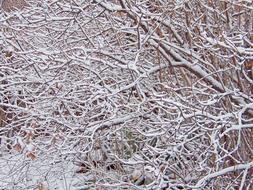 Branches Snow