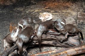 wet otters on a log