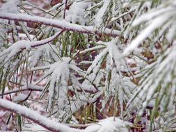 Pine Tree snow