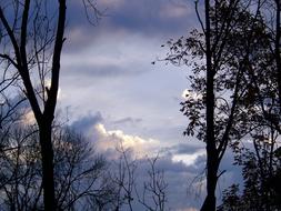 Morning Sky Trees sky