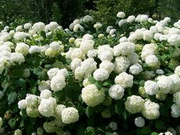 Snowball flowers white