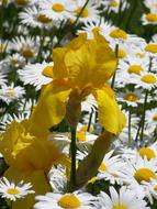 goodly Yellow Iris flowers