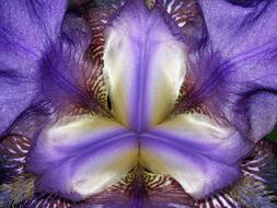 Iris, center of purple Flower, macro