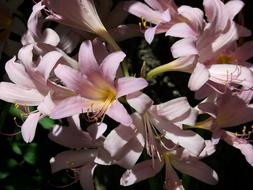 ravishing August Lilies pink