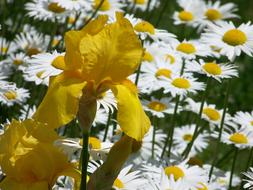 yellow daffodil against a background of white daisies