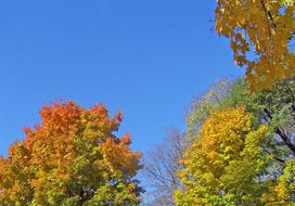 maple trees in sunny day