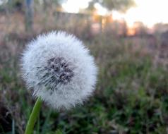 ravishing Dandelion Breeze Wind