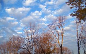 Autumn Fall Trees and blue sky