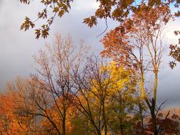 Fall Colors, tree tops at clouds