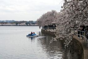 Flowers Cherry and lake