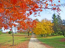 Path Trees red yellow