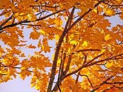 amazing yellow maple tree