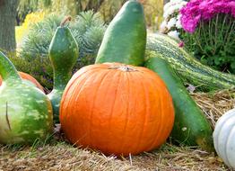gourds for Halloween