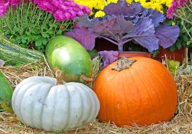 various gourds