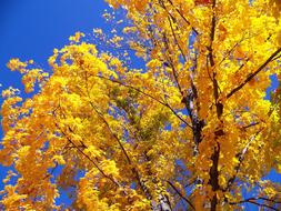 Autumn Fall Trees yellow