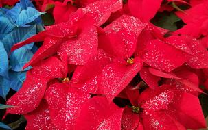 goodly Poinsettias Flowers Xmas