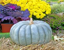 Gourd pumpkin and Flowers Hay