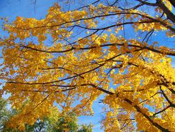 Yellow Maple