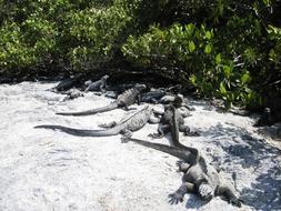 galapagos crocodiles