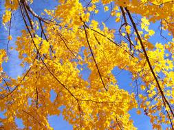 yellow autumn maple branches