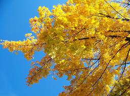 Yellow Maple Tree and blue sky
