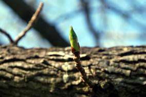 young tree branch close-up