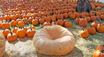 a huge pumpkin against the background of a harvest of orange pumpkins