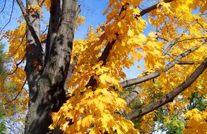 Fall Maple yellow