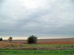 Field Bushes